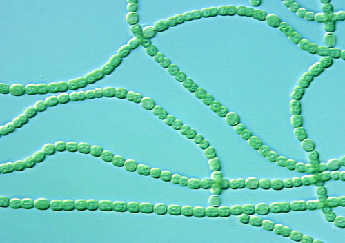 Anabaena sp., una cianobacteria filamentosa.