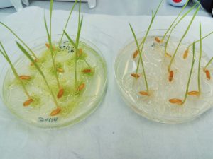 bacteria agriculture felix moronta