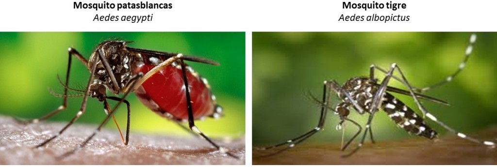 Mosquitos transmisores del virus CHIKV