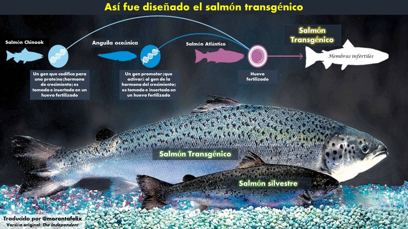 salmon transgenico felix moronta