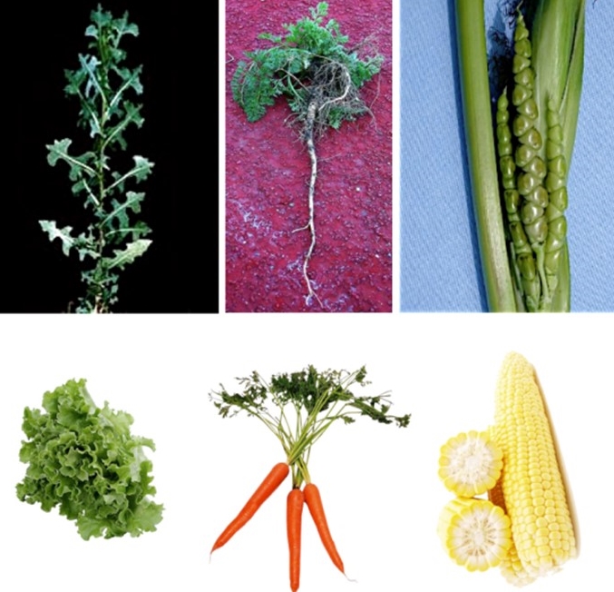 Aspecto de los ancestros de la lechuga, zanahoria y maíz comparado con las variedades modernas. (Vía El Efecto Rayleigh)