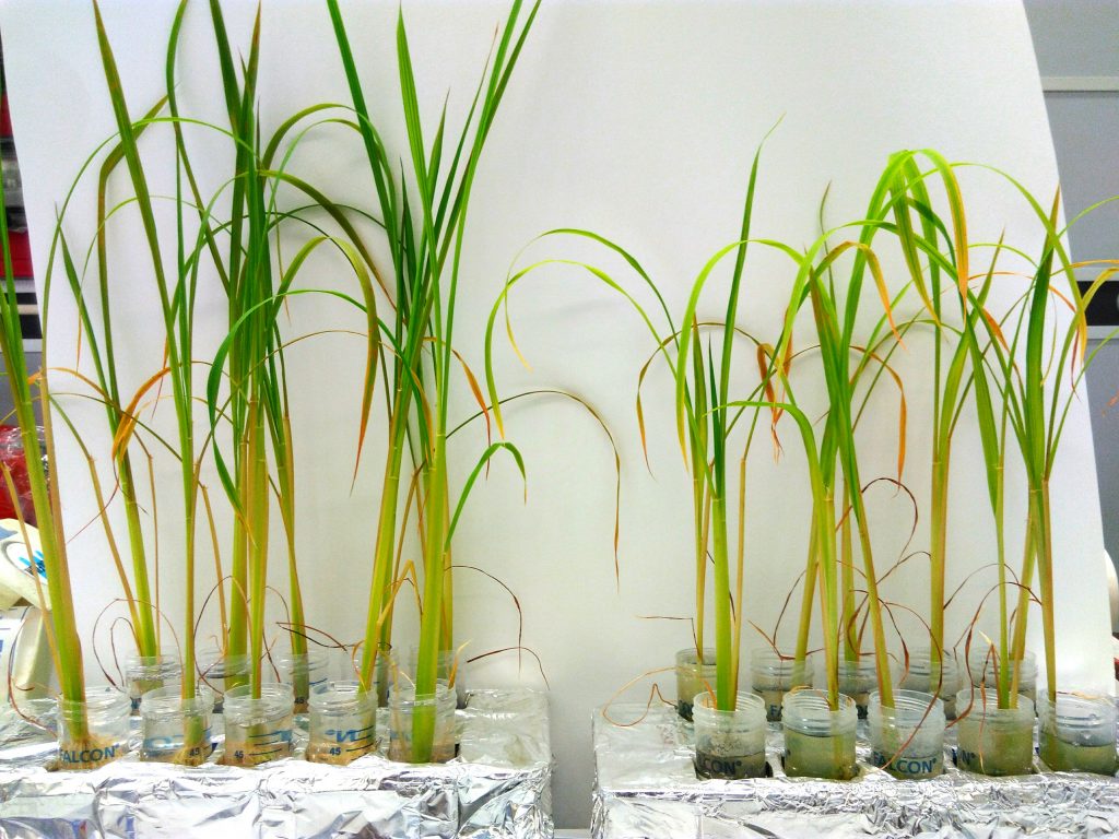 Bacteria for feeding the world - Felix Moronta Barrios