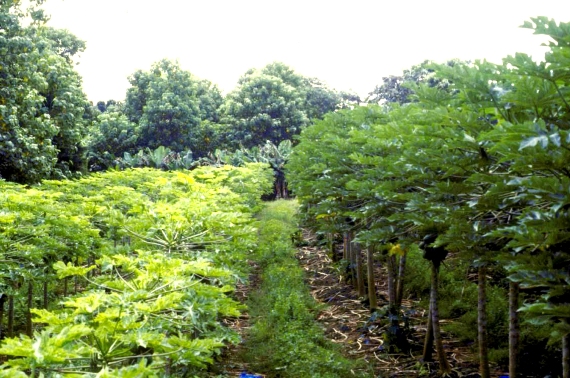 Campo de experimentación de la papaya transgénica hawaiana. A la izquierda, plantas infectadas. A la derecha, plantas transgénicas resistentes.