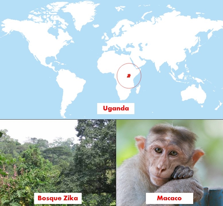 uganda macaco zika felix moronta