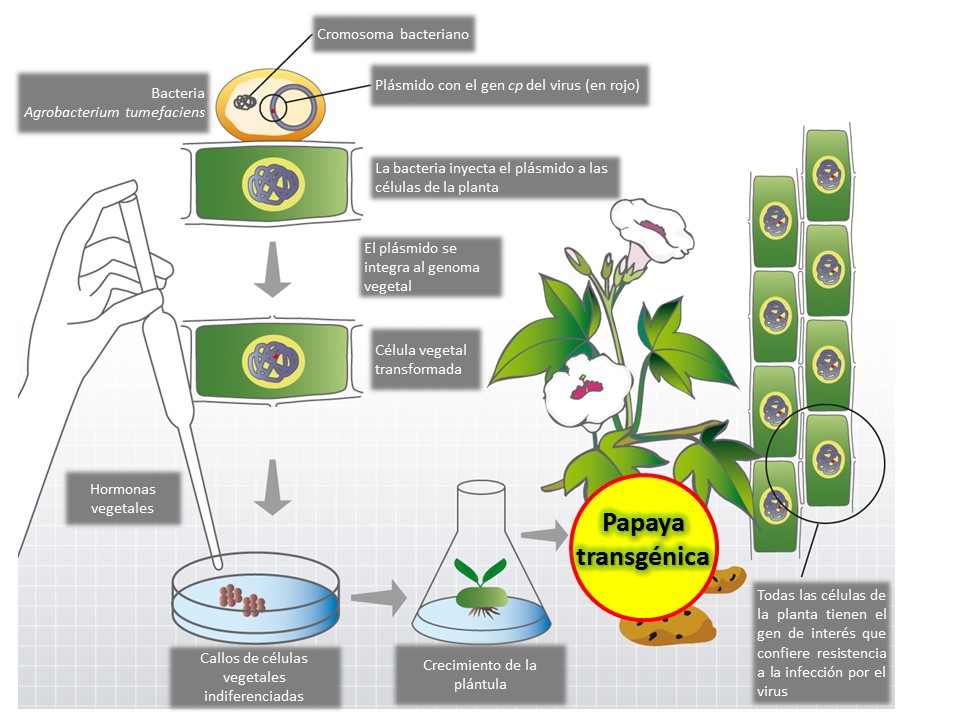 Obtención de plantas transgénicas por transformación con Agrobacterium