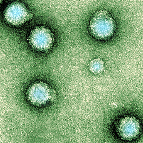El virus CHIKV, responsable de la fiebre chikungunya.
