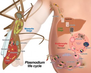 ciclo plasmodium malaria felix moronta